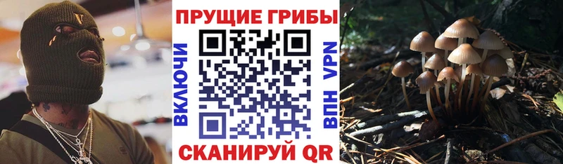 Купить закладки  Палласовка  Псилоцибиновые грибы Cubensis 
